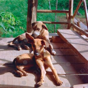Domestic dogs of the jungle