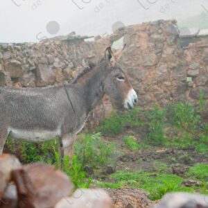 Donkey in the Mist