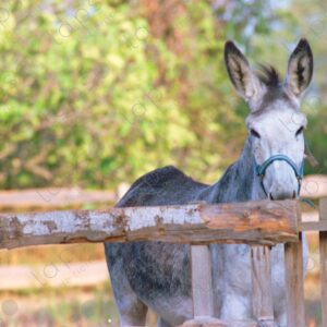 Donkey in the field, Provence