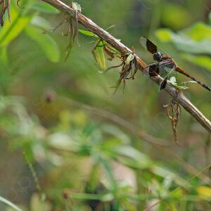 Dragonfly perched on a branch
