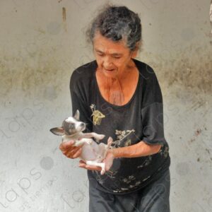 Elderly woman observes puppy in her hands