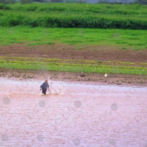 Farmer splashing water in the river in the distance