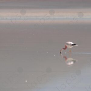Flamingo in Laguna Blanca