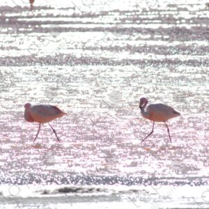 Flamingos Silhouetted