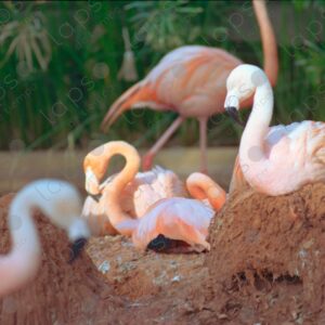 Flamingos at Barcelona Zoo 1