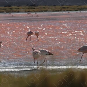 Flamingos from behind at Laguna Colorada Potosi 2