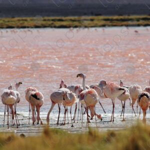 Flamingos from behind at Laguna Colorada Potosi 3