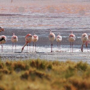 Flamingos in Laguna Colorada