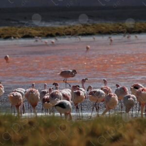 Flamingos from behind at Laguna Colorada Potosi 7