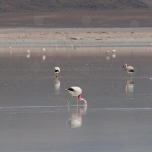 Flamingos in Laguna Blanca
