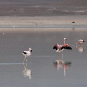 Flamingos in Laguna Blanca in the Bolivian Altiplano 3
