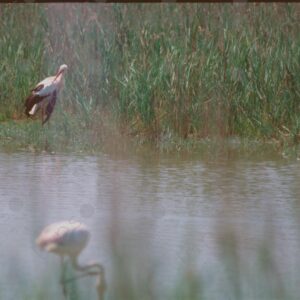 Flamingos in the Camargue Park 1