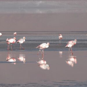 Flamingos in the Waters of Laguna Colorada 1