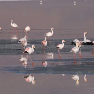 Flamingos in the Waters of Laguna Colorada 2