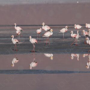 Flamingos in the Waters of Laguna Colorada 3