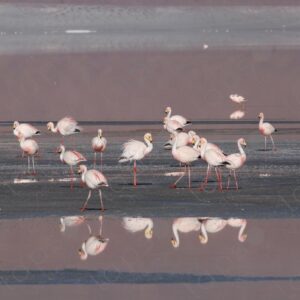 Flamingos in the Waters of Laguna Colorada 4