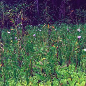 Flowers in the lake