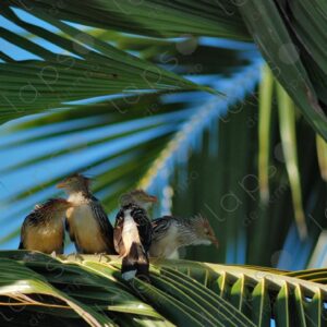 Guira Cuckoos (Guira guira)