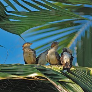 Four Guira Cuckoos Guira guira in a palm tree 3
