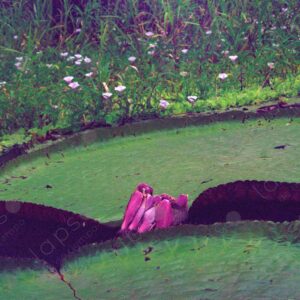 Giant lotus in Oje Lake