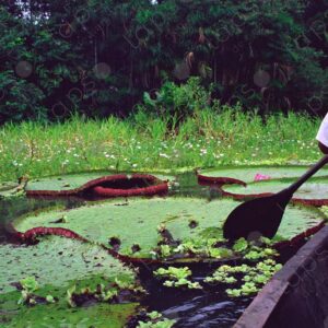 Giant lotus seen from a canoe 2