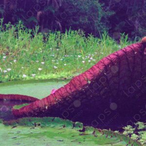 Giant lotuses held in hands 2