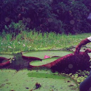 Giant lotuses held in hands 3