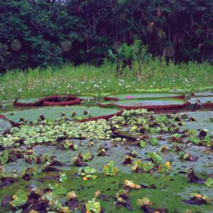 Giant lotuses or Victoria amazónica 1