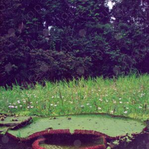 Giant lotuses or Victoria amazónica 2