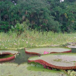 Giant lotuses or Victoria amazónica 3