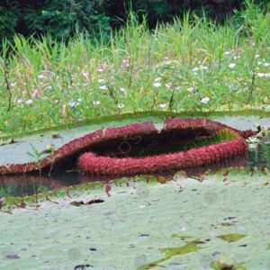 Giant lotuses or Victoria amazónica 4