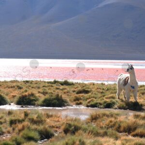 Girl in Fuchsia Jacket Interacting with Llama