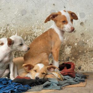 Group of mixed breed puppies
