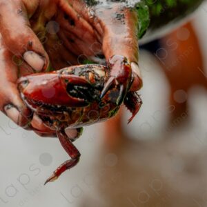Hand showing a muddy crab to the camera 1