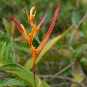 Heliconia aurantiaca 1