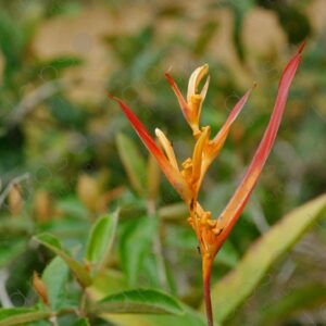 Heliconia aurantiaca 2