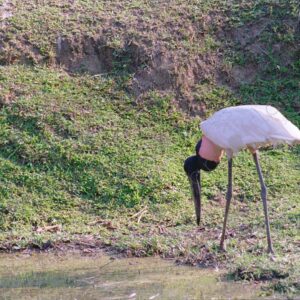 Heron in a stream