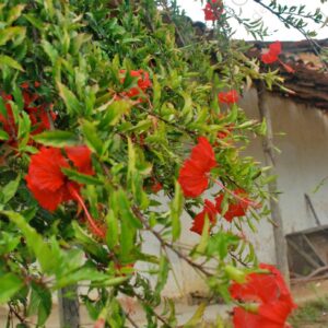 Hibiscus red flowers 1