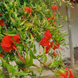 Hibiscus red flowers 2