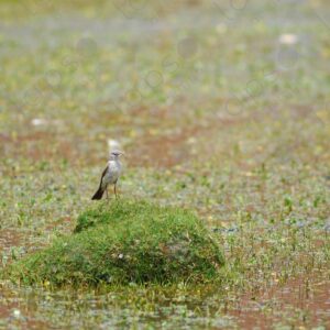 Highland Bird in Wetland