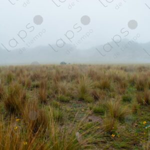Highland Plain in the Fog