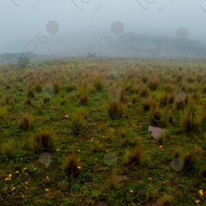 Highland Plateau with Thick Fog 1