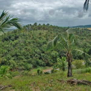 Hill landscape with palm forests 2