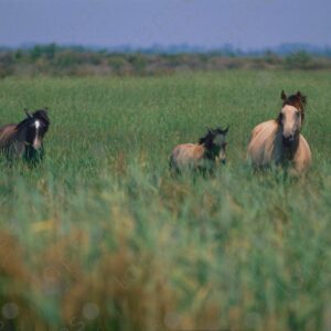 Horses in the Camargue Park 1