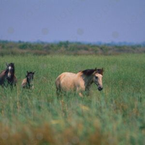 Horses in the Camargue Park 2