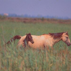 Horses in the Camargue Park 3