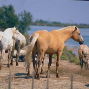 Horses in the Camargue Park 4