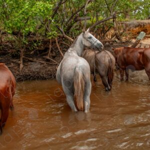 Horses in the river 1