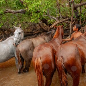 Horses in the river 2