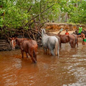 Horses in the river 4